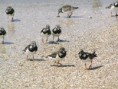 /album/photogallery/turnstones-on-beach-at-tanji-jpg/